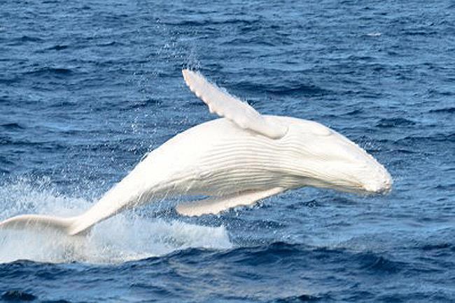 Meet-Migaloo-the-only-white-humpback-adult-ever-registered-in-history-near-Australia[1]